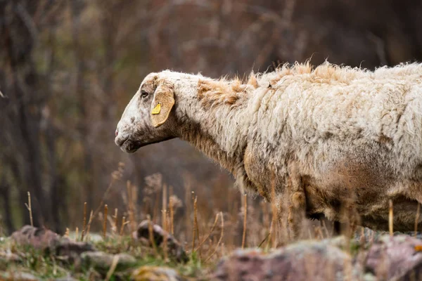 村の羊と牧草地 畑の農場で羊を飼いなさい 羊の視線 農村部の群れ 放牧中のEwe 牧草地と草原の概念 家畜用の飼料 草の上の羊 — ストック写真