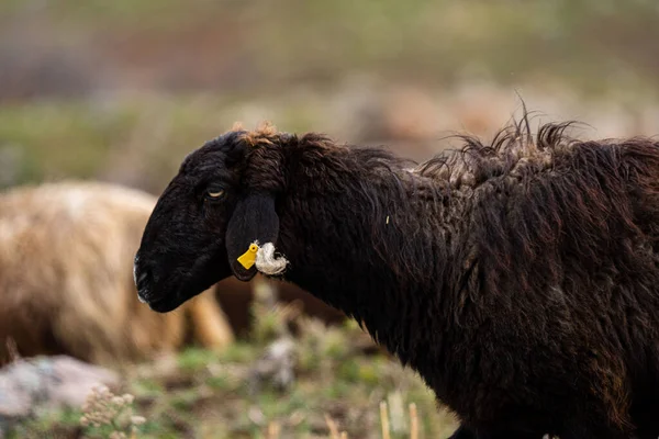 村の羊と牧草地 畑の農場で羊を飼いなさい 羊の視線 農村部の群れ 放牧中のEwe 牧草地と草原の概念 家畜用の飼料 草の上の羊 — ストック写真