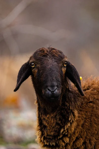 Legelő Juhokkal Faluban Csorda Juhokkal Egy Farmon Mezőn Bárányok Bámulnak — Stock Fotó