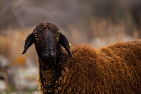 村里放羊的草场 羊群带着羊群在田里的农场里 羊凝视 农村地区的牧民 Ewe在放牧期间 牧草和草原概念 农场动物的饲料 草上的羊 — 图库照片