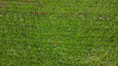 Lahana tarlasının havadan görünüşü. Tarım Alanı Arkaplanı. Yüksek kalite fotoğraf