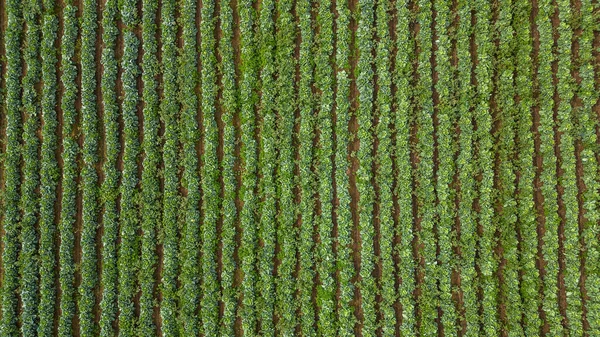 Luftaufnahme Eines Kohlfeldes Hintergrund Landwirtschaft Hochwertiges Foto — Stockfoto