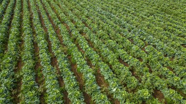 Lahana tarlasının havadan görünüşü. Tarım Alanı Arkaplanı. Yüksek kalite fotoğraf