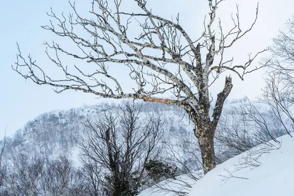 Yuzhno-Sakhalinsk, Maç 03.2024 Kayak merkezi Dağ Havaalanı, Yuzhno-Sakhalinsk, Rusya. Yüksek kalite fotoğraf