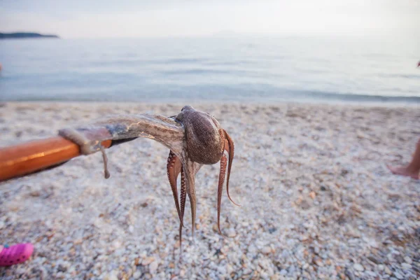 Хобі Літніх Канікулах Зловив Восьминога Списі Гальковому Пляжі Морська Вода — стокове фото