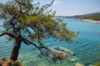 Yaz mevsiminin panoramik manzarası, deniz manzarası turkuaz rengi, ve güzel ve temiz Ege denizi. Sahili çevreleyen çam ağaçları. Tatil seyahati konsepti. Rocky kıyı şeridi.