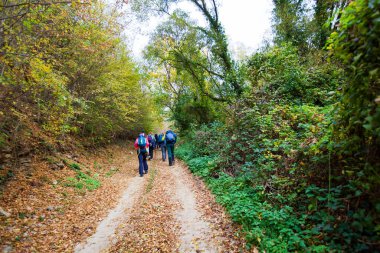Yürüyüşçüler sonbahar günü sırtlarında bir sırt çantasıyla ormanda yürürler..