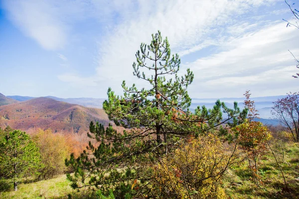Kiefer Den Bergen Naturlandschaft Herbstzeit Blauer Himmel Mit Wolken — Stockfoto