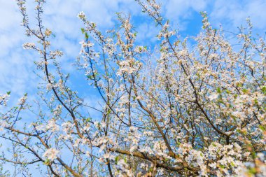 Çiçek açan bir ağaç dalında narin beyaz çiçekler, narin bahar havasında taze ve güzel kokulu. Doğanın güzelliğinin ve büyümesinin bir hatırlatıcısı. Narin bahar çiçeklerinin yakın görüntüsü.