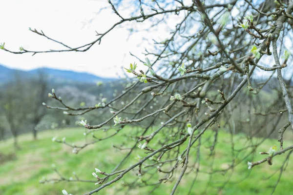 Nahaufnahme Eines Blühenden Zweiges Der Zart Mit Platzenden Knospen Geschmückt — Stockfoto