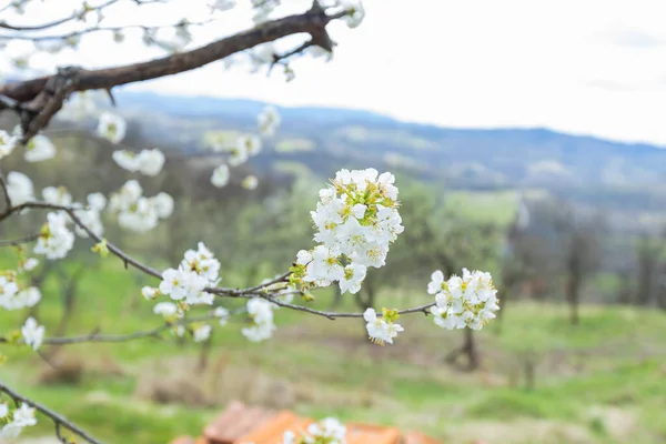 Λεπτά Λευκά Άνθη Ένα Ανθισμένο Κλαδί Δέντρου Φρέσκα Και Ευωδιαστά — Φωτογραφία Αρχείου