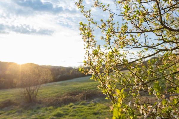Frühlingslandschaft Mit Zarten Blühenden Blumen Die Von Einem Goldenen Sonnenuntergang — Stockfoto