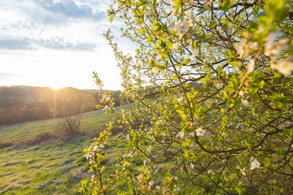 Весенний Пейзаж Нежных Цветущих Цветов Освещенных Золотым Закатом Белые Лепестки — стоковое фото