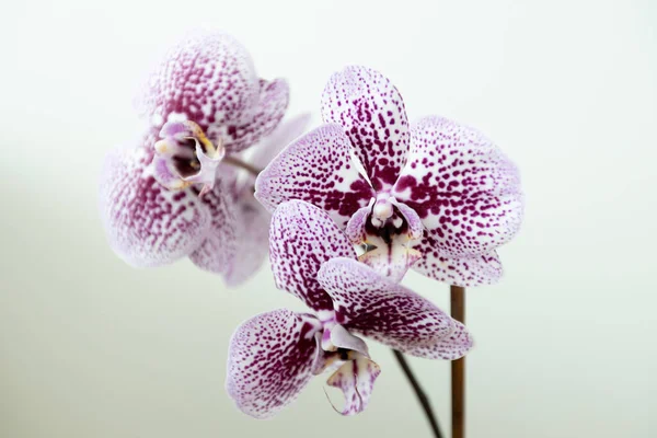 Orquídea Roxa Revela Sua Delicada Beleza Frescura Destacando Fragilidade Crescimento — Fotografia de Stock