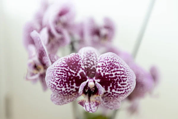 Lila Orchidee Offenbart Ihre Zarte Schönheit Und Frische Und Unterstreicht — Stockfoto
