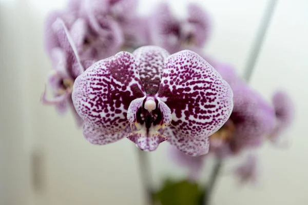Orchidée Pourpre Révèle Beauté Délicate Fraîcheur Soulignant Fragilité Croissance Des — Photo
