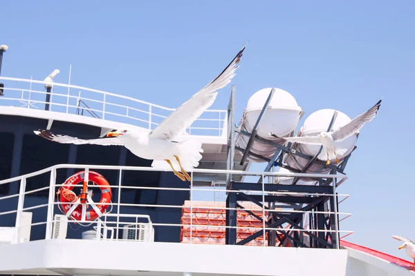 Group Seagulls Fly Ferryboat Its Journey Mediterranean Coast Providing Majestic — Stock Photo, Image