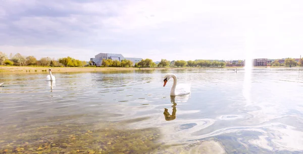 春天里 优雅的天鹅在一个宁静的湖中游动 它洁白的羽毛和蓝色的倒影在春日的阳光下闪闪发光 形成了一种浪漫的倒影 — 图库照片