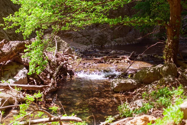 Spokojny Potok Leśny Małą Kaskadą Zielonymi Liśćmi Spokojną Okolicą Dzień — Zdjęcie stockowe