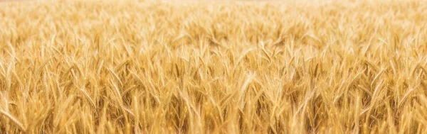 夏日阳光下的金色麦田 象征着农业和大自然的生长 — 图库照片