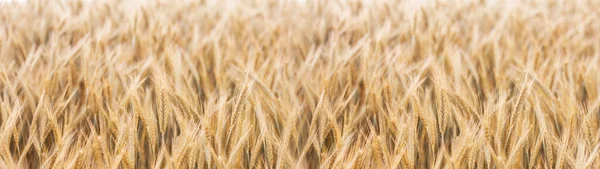 Золотое Пшеничное Поле Летним Солнцем Символизирующее Сельское Хозяйство Природу — стоковое фото