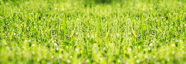 绿色春天草在白天 — 图库照片