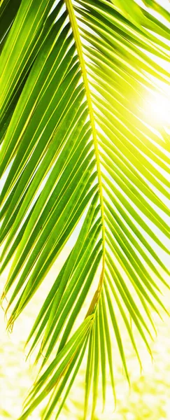 Živý Palmový List Slunném Pozadí Zalitý Sluncem Klidná Pláž Palmami — Stock fotografie