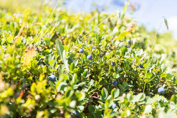 Wild Blueberries Grow Naturally Summer Green Fields — Stock Photo, Image