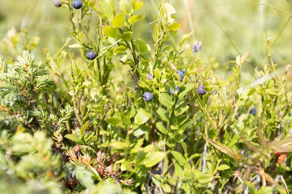 Wilde Blaubeeren Wachsen Natürlich Auf Sommergrünen Wiesen — Stockfoto