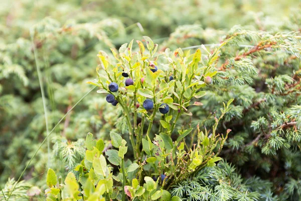 Wild Blueberries Grow Naturally Summer Green Fields — Stock Photo, Image
