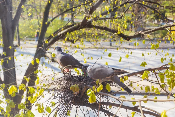 Friedlicher Und Malerischer Frühlingstag Gefüllt Mit Der Schönheit Der Natur — Stockfoto