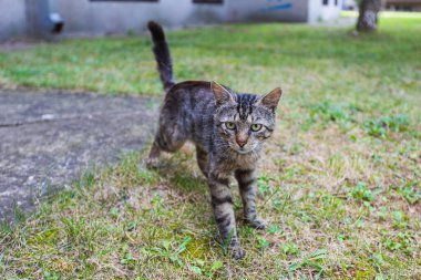 Bahçede gri bir kedi yürüyor.