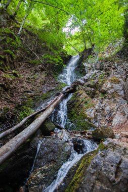 şelale orman yaz gününde.