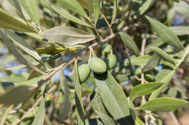Yeşil zeytin ve gümüş yeşili yapraklı zeytin dalı, Canlı Akdeniz Tarım Gösterisi