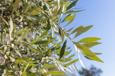 Yeşil zeytinli ve gümüş yeşili yapraklı güneş ışığı zeytin dalı, Canlı Akdeniz Tarım Gösterisi