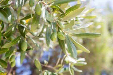 Yeşil zeytinli ve gümüş yeşili yapraklı güneş ışığı zeytin dalı, Canlı Akdeniz Tarım Gösterisi