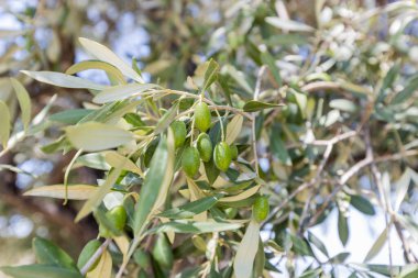 Yeşil zeytinli ve gümüş yeşili yapraklı güneş ışığı zeytin dalı, Canlı Akdeniz Tarım Gösterisi