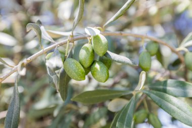 Yeşil zeytinli ve gümüş yeşili yapraklı güneş ışığı zeytin dalı, Canlı Akdeniz Tarım Gösterisi