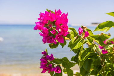 Canlı Pembe Bougainvillea Çiçekleri, Sunny Beach, Clear Blue Sky, Tranquil Sea, Summer Travel, Tropical Paradise, Tatil Titreşimleri