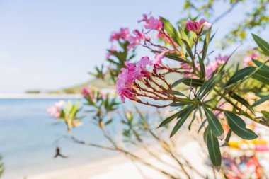 Canlı Pembe Bougainvillea Çiçekleri, Sunny Beach, Clear Blue Sky, Tranquil Sea, Summer Travel, Tropical Paradise, Tatil Titreşimleri