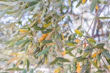 Yeşil zeytinli ve gümüş yeşili yapraklı güneş ışığı zeytin dalı, Canlı Akdeniz Tarım Gösterisi