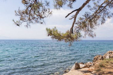 Çam dalı, kayalık kıyı şeridini ve aşağıdaki mavi Akdeniz manzarasını çarpıcı bir şekilde çerçeveler..