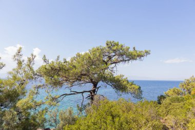 Güneşli bir günde Mavi Deniz manzaralı Çam Ağacı