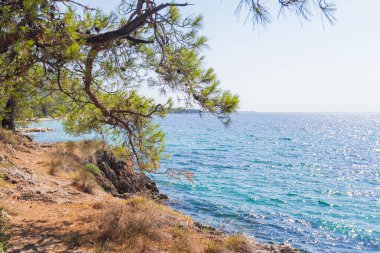 Çam dalı, kayalık kıyı şeridini ve aşağıdaki mavi Akdeniz manzarasını çarpıcı bir şekilde çerçeveler..