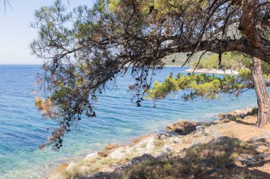 Çam dalı, kayalık kıyı şeridini ve aşağıdaki mavi Akdeniz manzarasını çarpıcı bir şekilde çerçeveler..