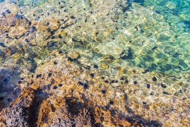 Akdeniz 'de kayalık deniz tabanındaki deniz kestanelerini ortaya çıkaran temiz su