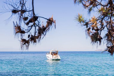 Ön planda Çam Ağacı dallarıyla Sakin Deniz 'de Yüzen Yat