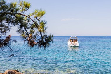 Ön planda Çam Ağacı dallarıyla Sakin Deniz 'de Yüzen Yat