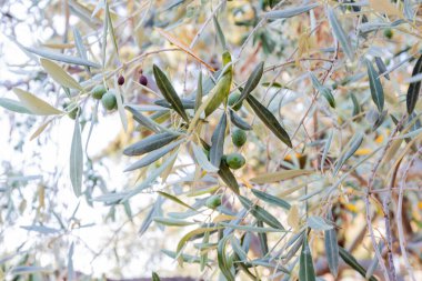 Akdeniz 'de Olgunlaşmamış Zeytinlerle Zeytin Dalının Yakın Çekimi