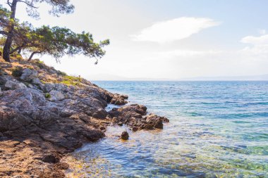 Deniz kristal berrak suları üzerinde uzanan canlı yeşil bir çam ağacı ile kayalık bir sahil manzarası.